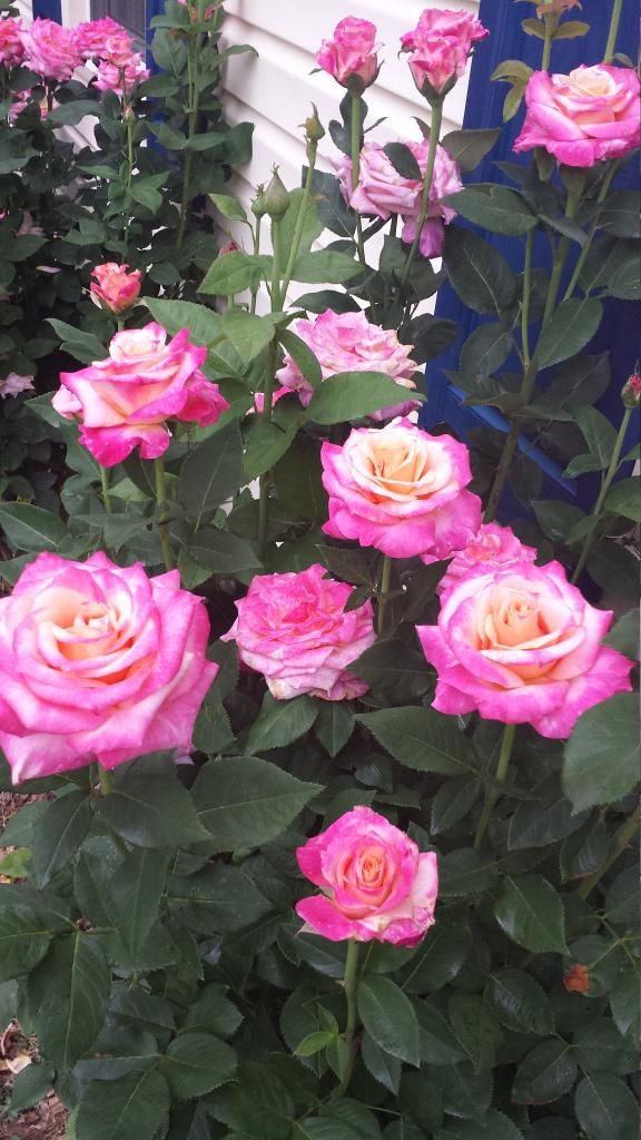  photo 20140515_083339_zpsbmnyx0sd.jpg